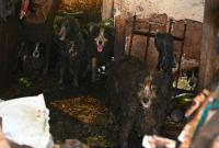 ‘Deplorable’ discovery: 36 border collies rescued from filthy home; Florida woman charged