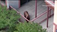 Bear bites man walking dog in Cedar Crest as sightings spread across New Mexico