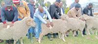 FARMERS SEEK TRAINING ON HYBRID RAMS, BUCKS CARE