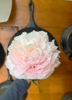 Seasonal peony market grows in SE Alaska