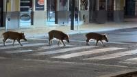 Wild boar roam Portuguese streets: Video shows animals using pedestrian crossing at night