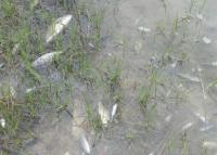 A mine polluted a Zambian river in 2025: Residents continue to live with the impacts