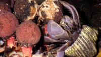 Who Are The Secret Gardeners Of A Parasitic Plant?