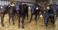 Why more Scottish dairy farmers are turning to Wagyu calves