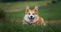 Understanding Addison’s disease in dogs | Ask Dr. Kait