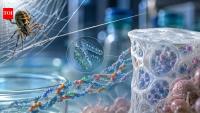 Scientists are recreating spider silk proteins to develop materials for drug delivery and tissue repair