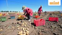Record heatwave grips Asia as potatoes ‘boil’ in fields, lions perish