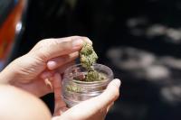 Pasco OKs fifth cannabis retailer after some debate