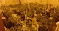 'Out of sight' cannabis factory uncovered following raid