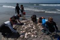 Stingray lashings up at OC beaches as marine heat wave draws more to shore across Southern California