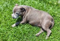 Delaware Office of Animal Welfare Using Innovative AI Technology from Petco Love Lost to Reunite Lost Pets with Their Families Across the State