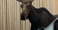 Moose takes a stroll through Downtown Boise