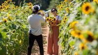 Southern Maryland Sunflower Festival Returns Sept. 5–6