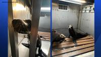 Missouri State Fair sea lion show canceled after crash