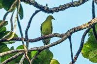 Timor green pigeon nears extinction after decades of inaction, study warns