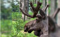 Beloved bull moose has died at Maine Wildlife Park