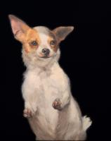 Boyertown’s Studio B opens ‘PETS!’ art exhibit