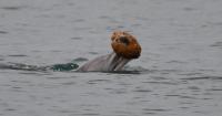 Scientists Capture World-First Footage of Dolphins Using Seashells to Catch Fish
