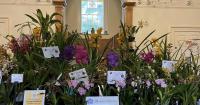 Historic Welsh mansion to bloom with colour in annual orchid festival