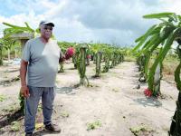 Dragon Fruit blossoms signal new farming opportunity for Guyana’s farmers – FAO