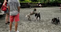 New York City Council takes aim at dog waste citywide