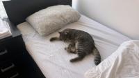 Lonely Cat Owners: Choosing the Right Companion for Your Lifestyle