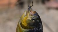 'It's a piranha:' Boy catches exotic fish at Pennsylvania lake