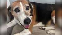 After nearly 5 years of waiting, Jersey Shore shelter dog finally adopted