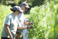 There’s still time: A beginner’s guide to gardening success
