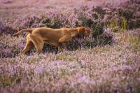 The Hungarian vizsla: A dog you can count on