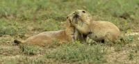 Appeals court rules Trump conservation plan failed to protect Utah prairie dogs