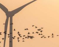 Commentary: Missouri’s surprising role in promoting the austainability of migratory birds