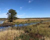DNR Accepting Applications For Special Trapping Season At Sandhill State Wildlife Area