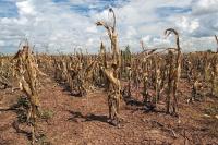 Food prices are soaring amid war and climate breakdown