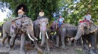 Sauraha elephant safari caught between animal welfare and livelihoods