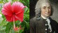 Malaysia’s National Flower Has “China” In Its Name, It Is Probably Not From China