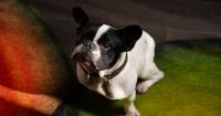 'Jeering at a father, kids': have shared path manners gone to the dogs?