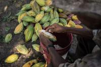 Squeezed by EU Rules and Threat of Illegal Mining, Cocoa Farmers in Ghana Face a Turning Point