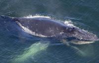 Whale found tangled in Oregon fishing gear expected to die due to broken jaw