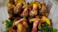 Scientists Identify Mushroom That Makes You Hallucinate ‘Tiny People’