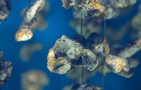 NOAA Fisheries wants nationwide recommendations for aquaculture opportunity areas