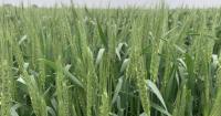 Canada can learn from Europe's fungicide resistance challenges