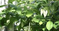 Emergency order issued to crack down on kratom products in Mass.