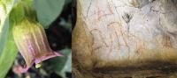 These Mysterious Ice Age Cave Symbols May Actually Be the First Image of Mind-Altering Plants