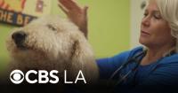 Los Angeles veterinarian talks about heat-related illness in dogs