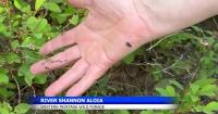 Berry shortage around Montana brings more bear encounters