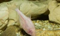 Blind Pink Fish Found in Underground River in Iraq