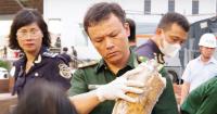 Authorities in Vietnam discover more than a ton of concealed ivory illegally shipped from Africa