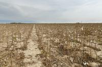 African cotton’s resilience against erratic weather