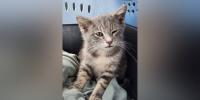 Stray cat survives 800-mile ride under car from New Jersey to Georgia